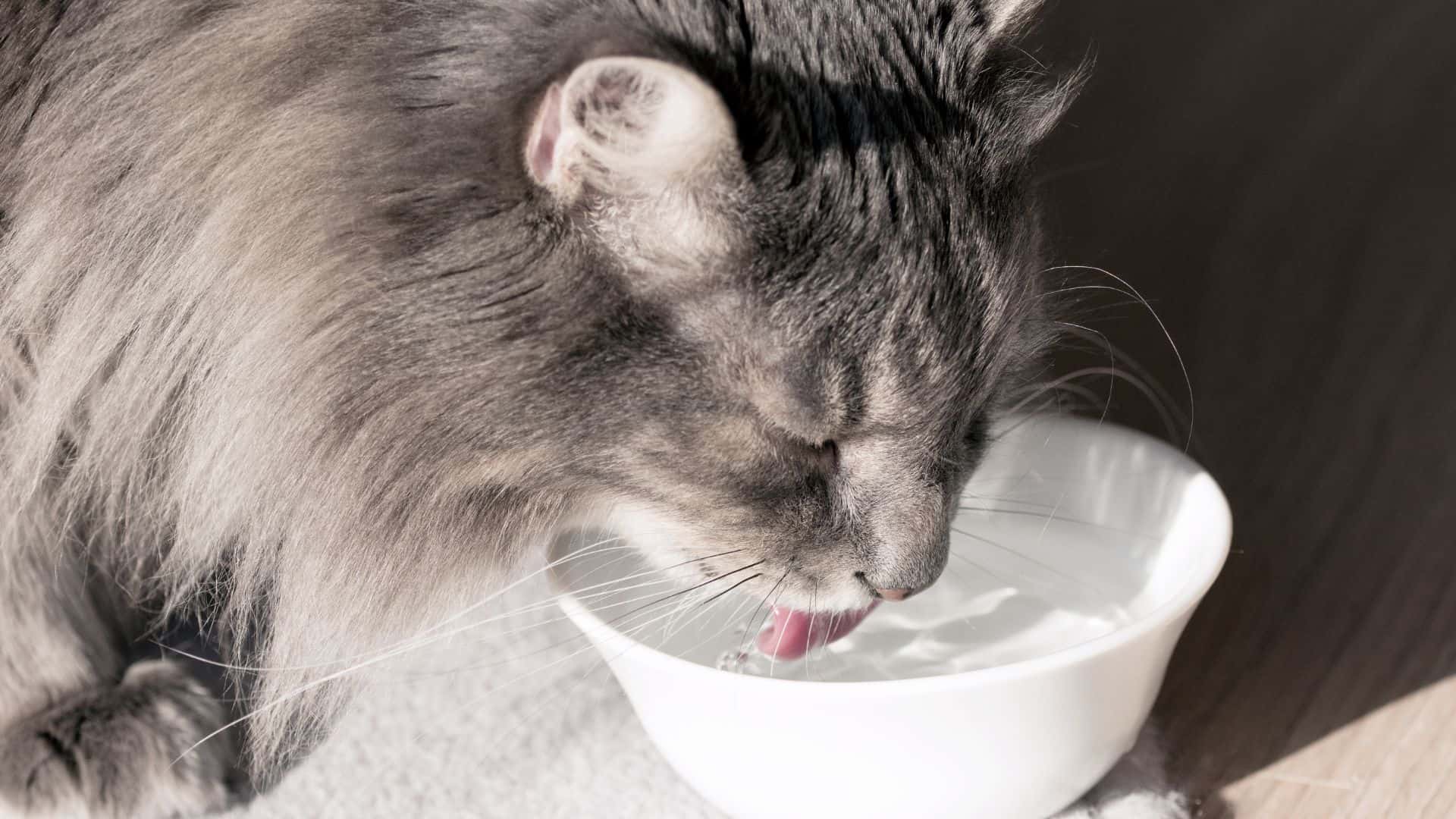 cat drinking water