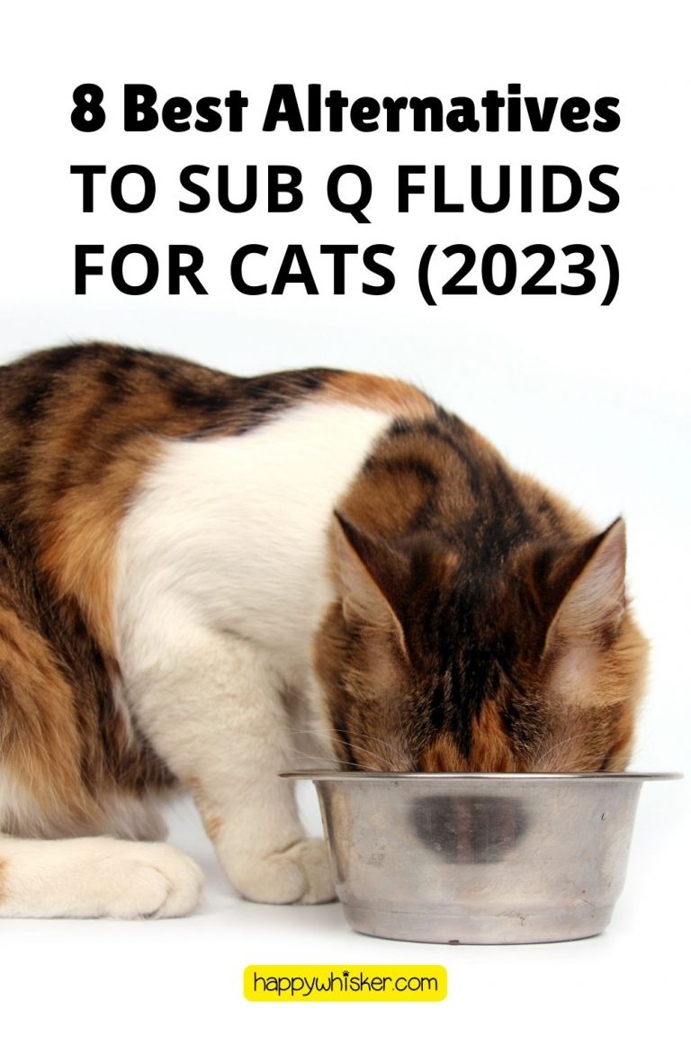 8 Best Alternatives To Sub Q Fluids For Cats (2023)