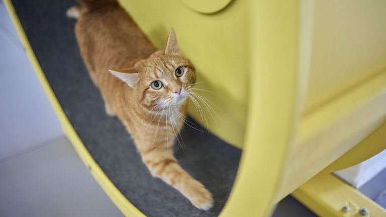 cat on running wheel