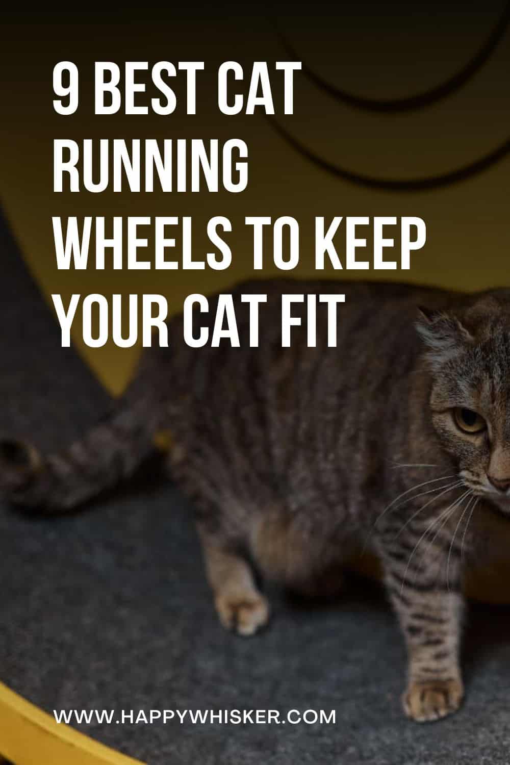 9 Best Cat Running Wheels To Keep Your Cat Fit Pinterest