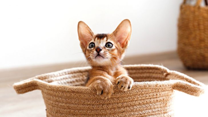 A Care Guide For 5-Month-Old Kittens – What To Expect