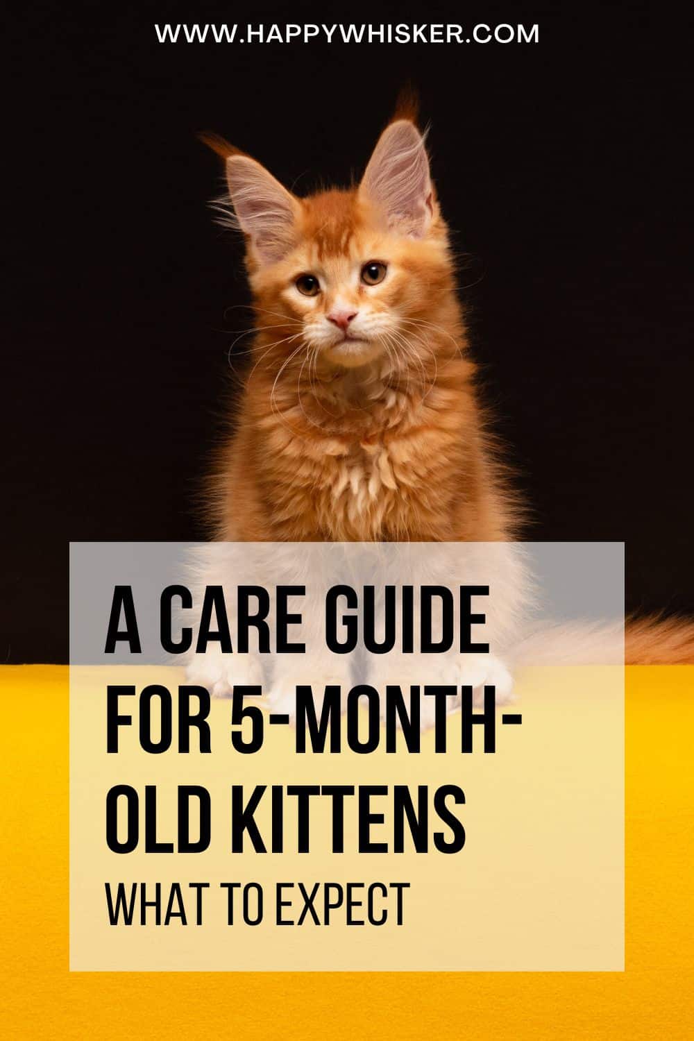 A Care Guide For 5-Month-Old Kittens – What To Expect Pinterest