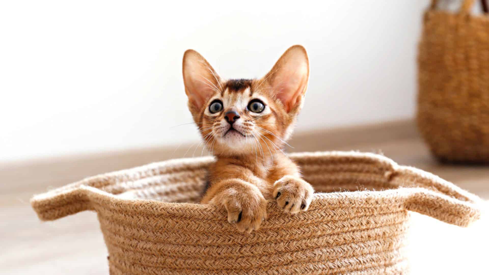 small cute abyssinian kitten sitting in the basket