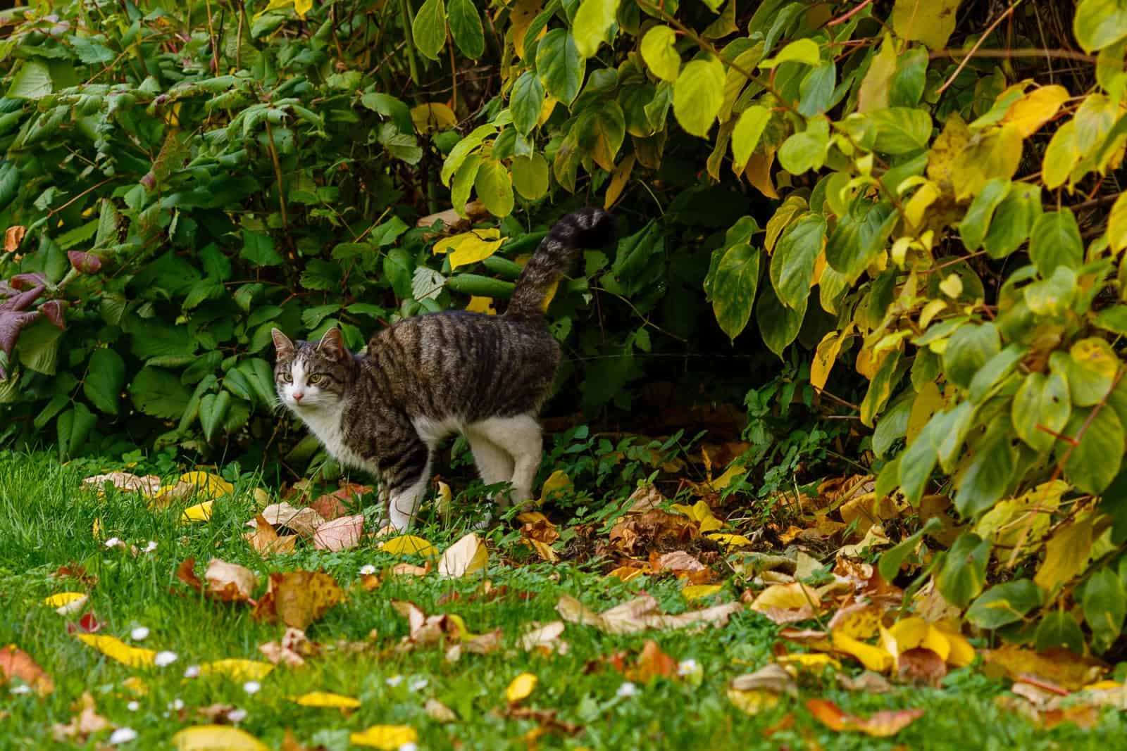 A beautiful cat marks its territory in the garden and sprays urine