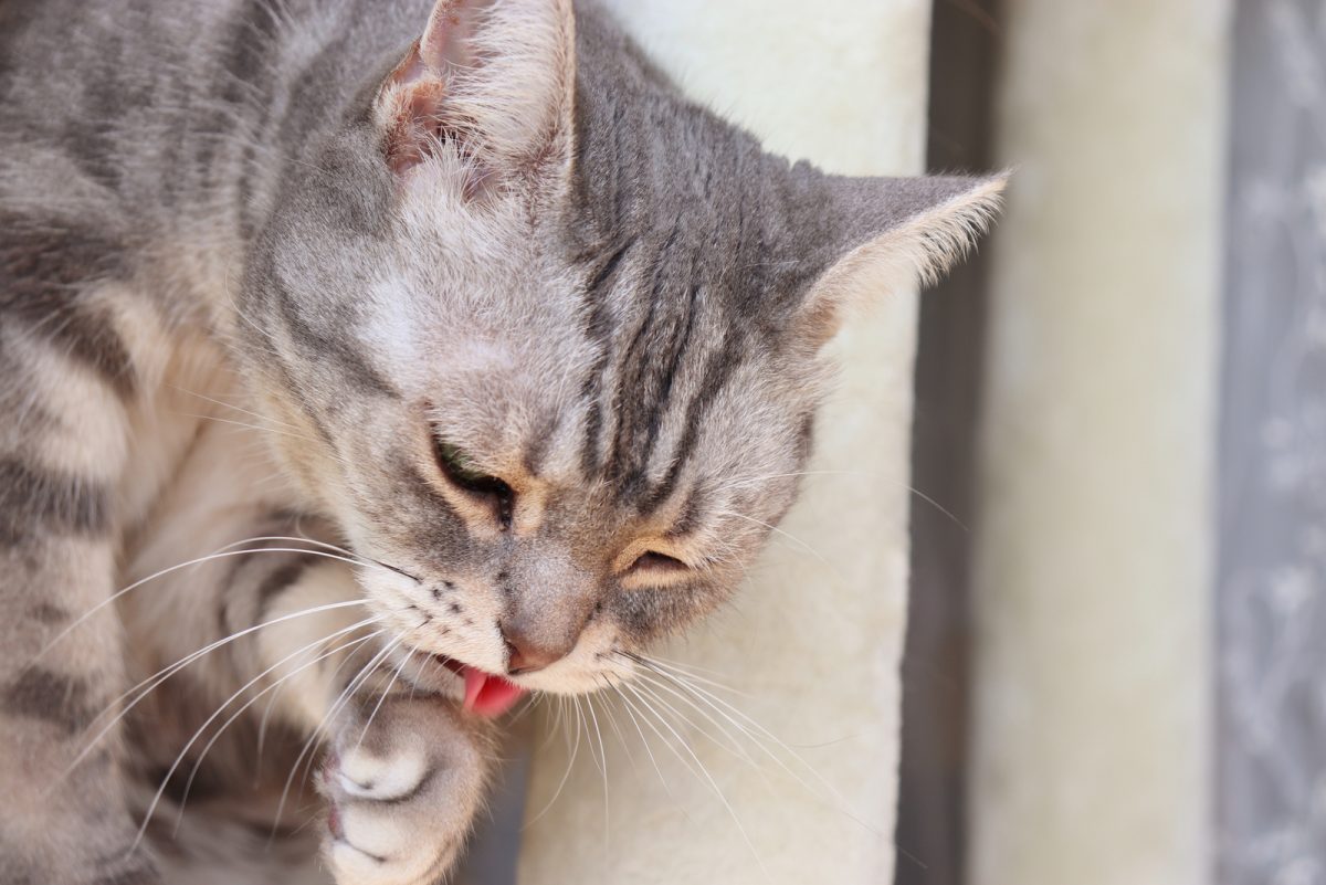 Is Citronella Safe For Cats? Keeping Felines Safe And Sound
