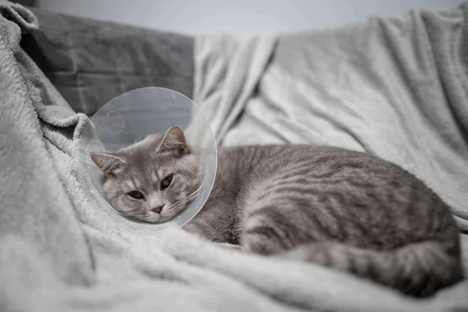 A gray Scottish straight-eared cat in a platsik veterinary collar after surgery