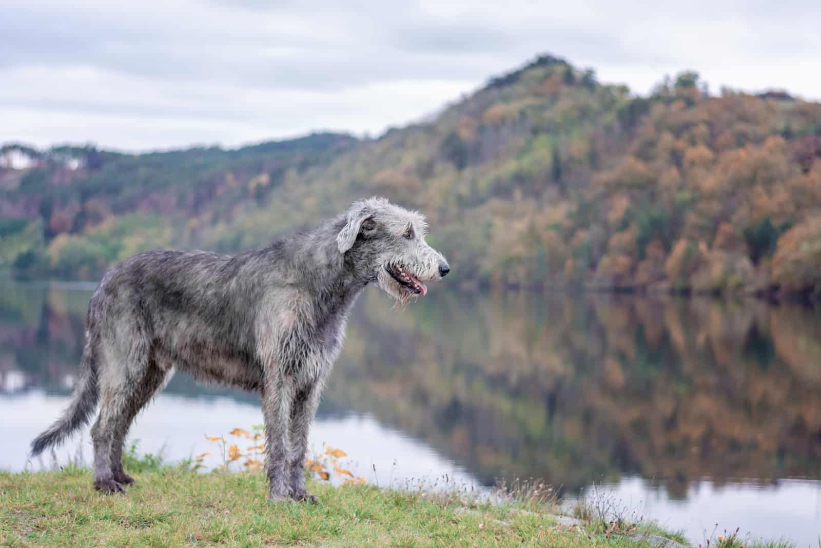 A huge Irish wolfhound stands on the river bank