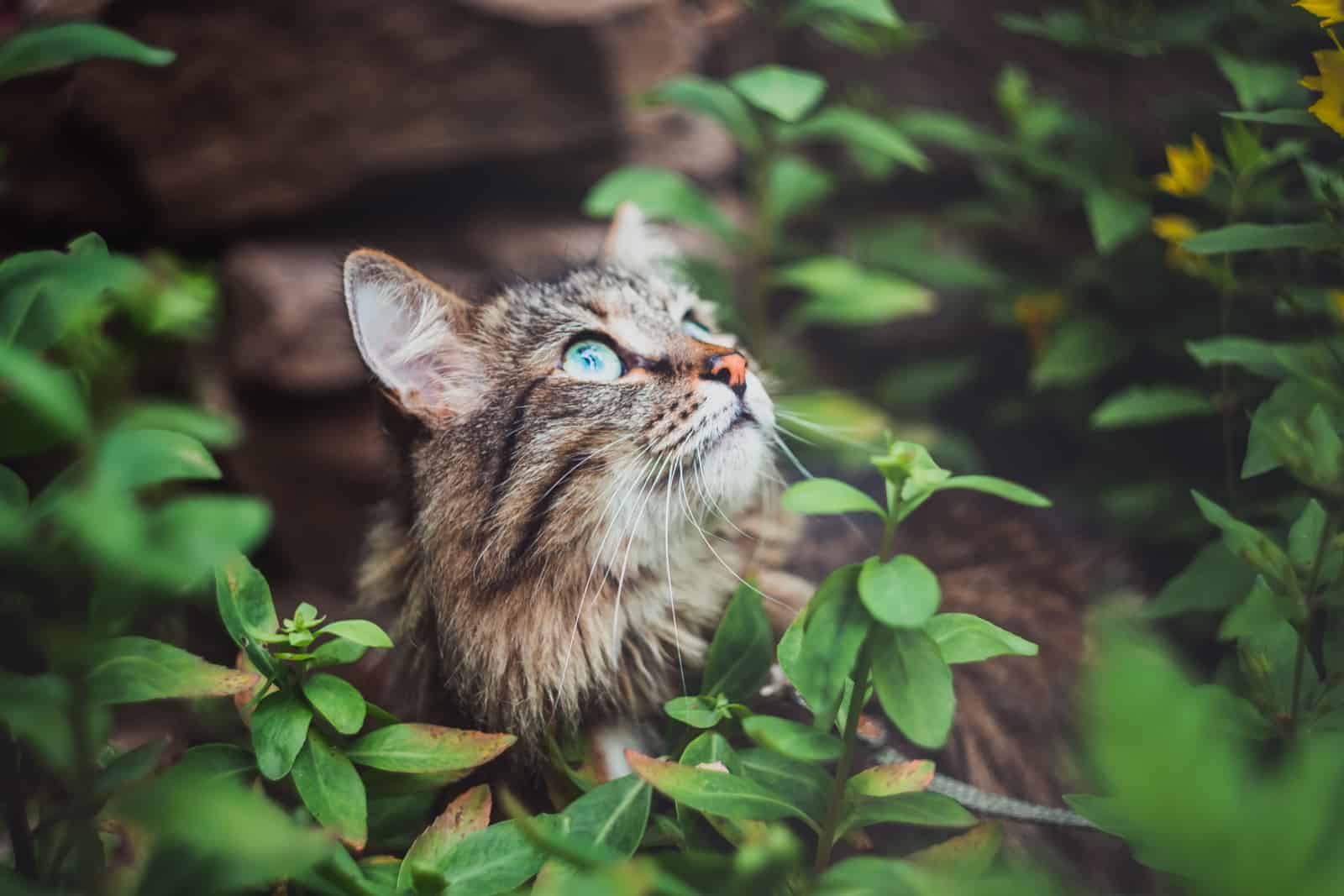 A tabby cat sits in the garden and looks up