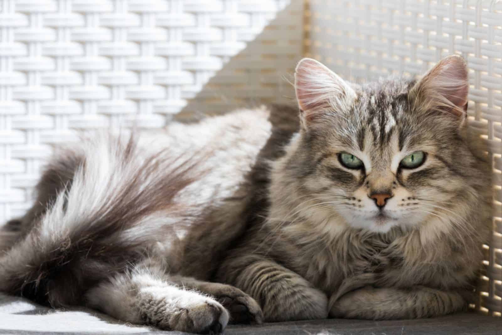 Adorable long haired cat of siberian breed in relax