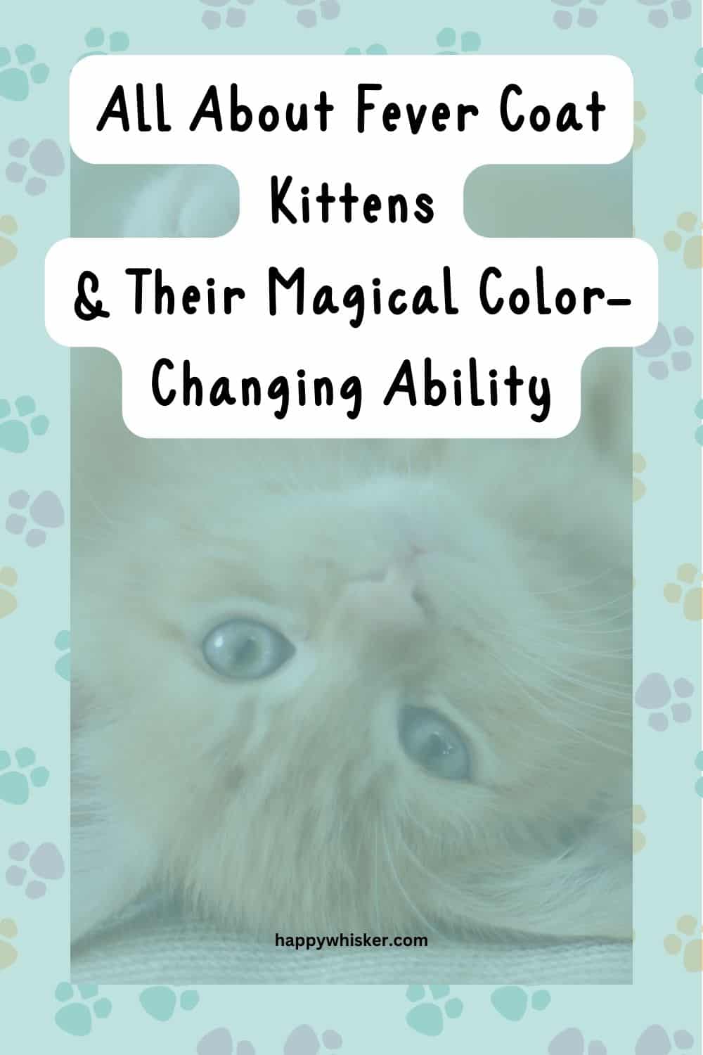 All About Fever Coat Kittens And Their Magical Color-Changing Ability Pinterest