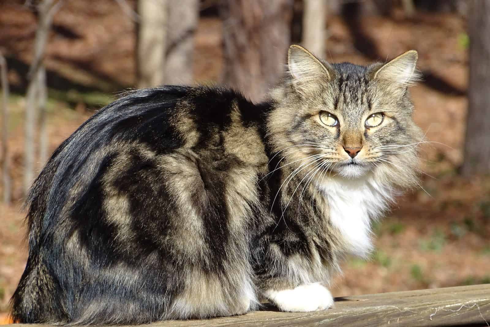 American Bobtail