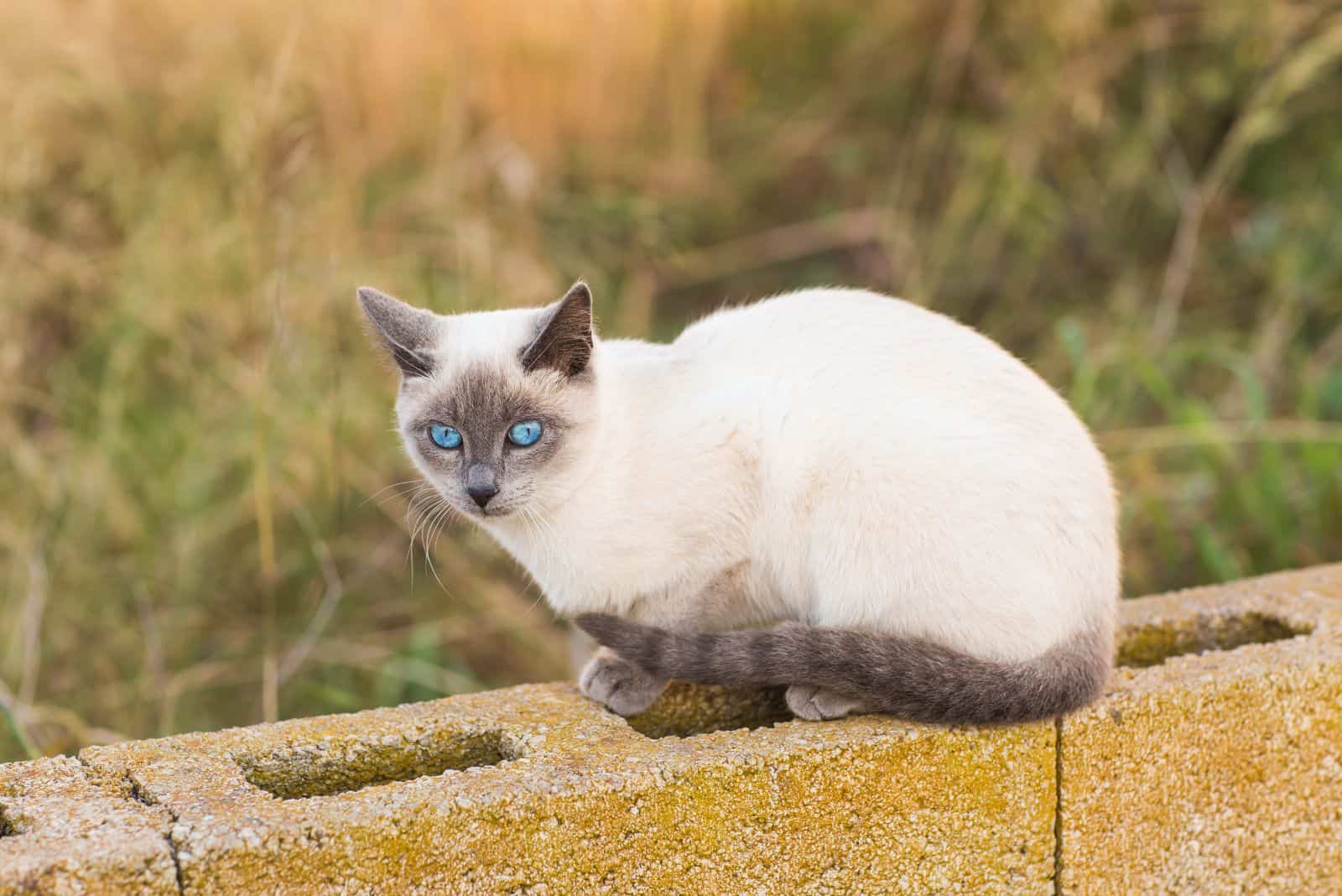 Applehead Siamese Cat