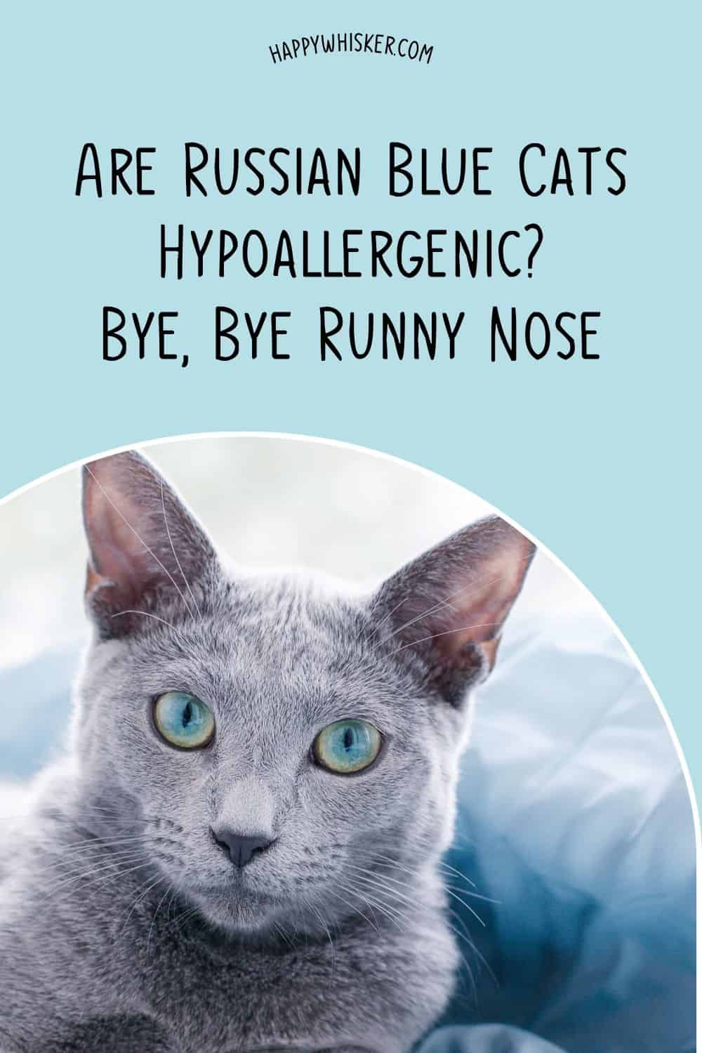 Are Russian Blue Cats Hypoallergenic Bye, Bye Runny Nose Pinterest