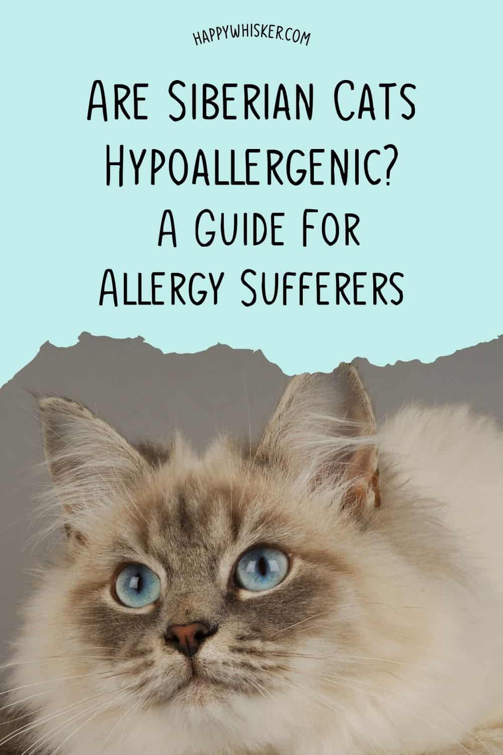 Are Siberian Cats Hypoallergenic A Guide For Allergy Sufferers Pinterest