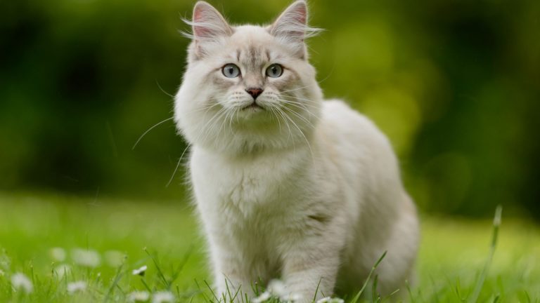 beautiful siberian cat