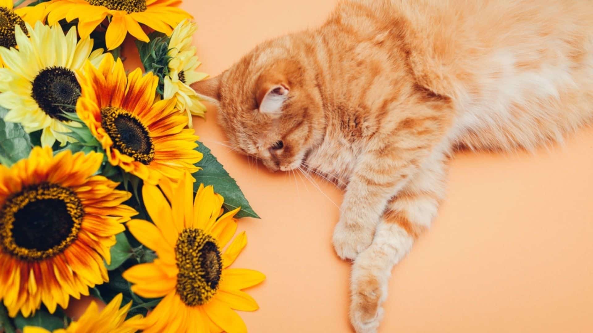 Ginger cat lying next to bunch of colorful sunflowers