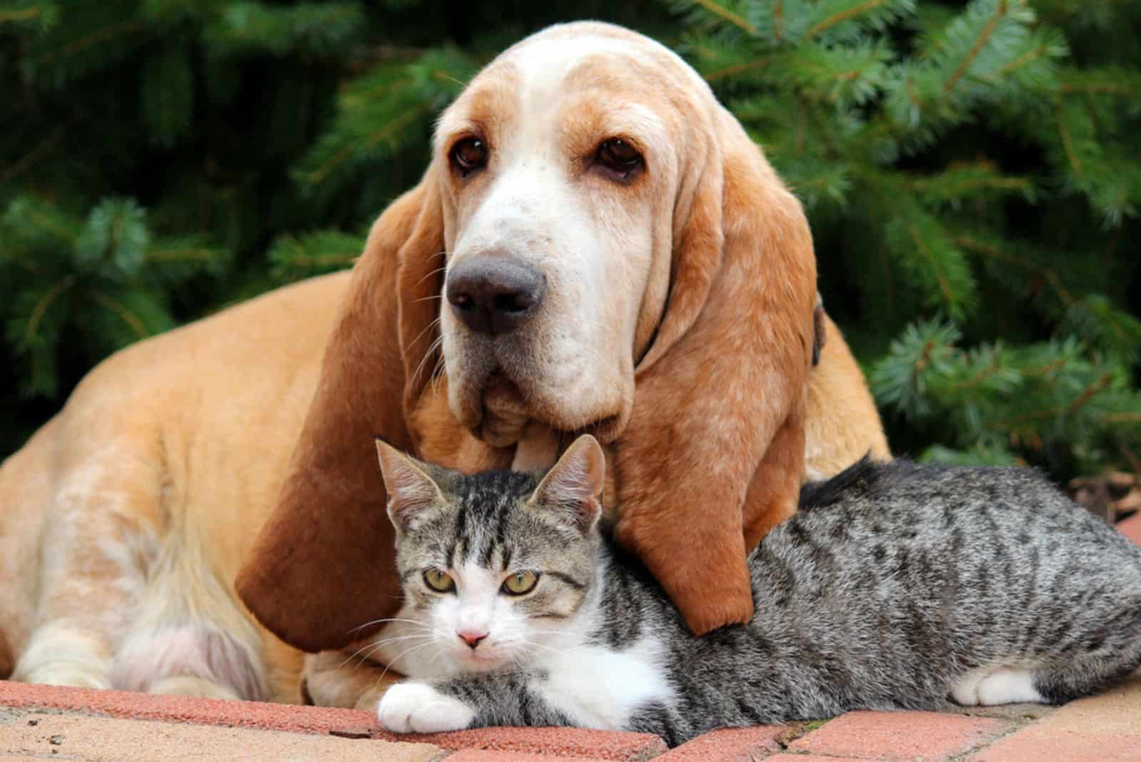  Basset Hound laying with cat