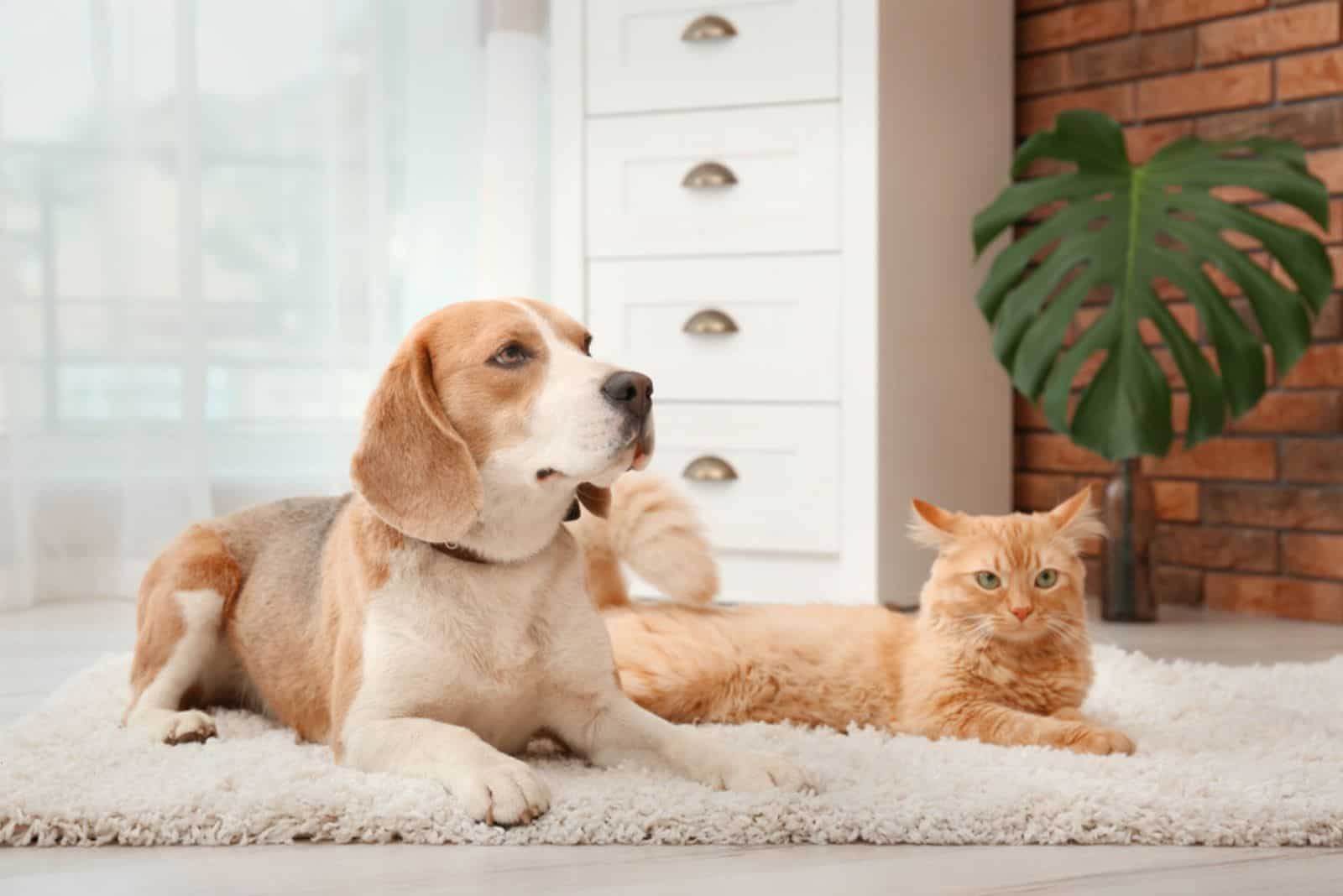 Beagle with cat on the floor