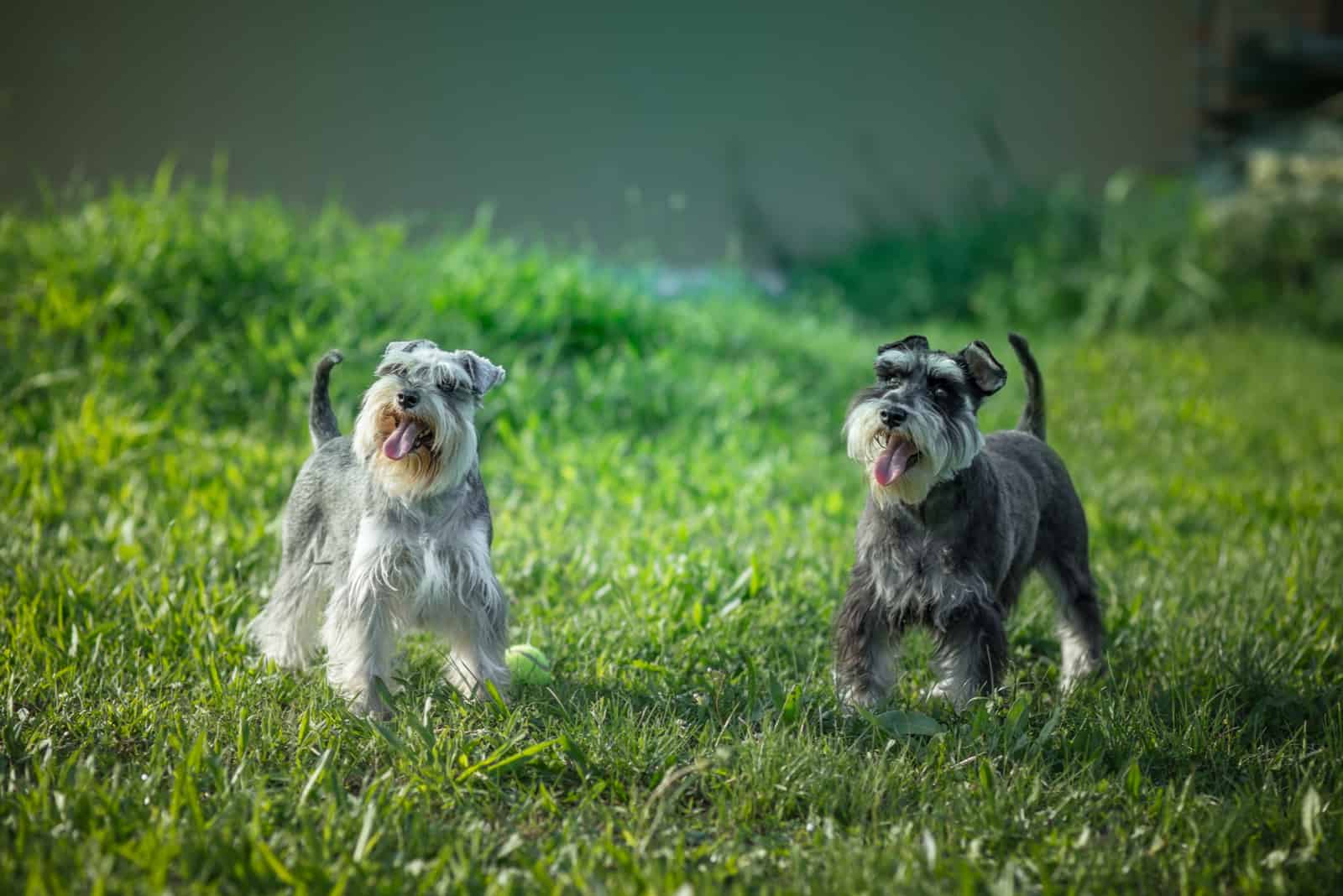 Beautiful black and silver miniature schnauzer