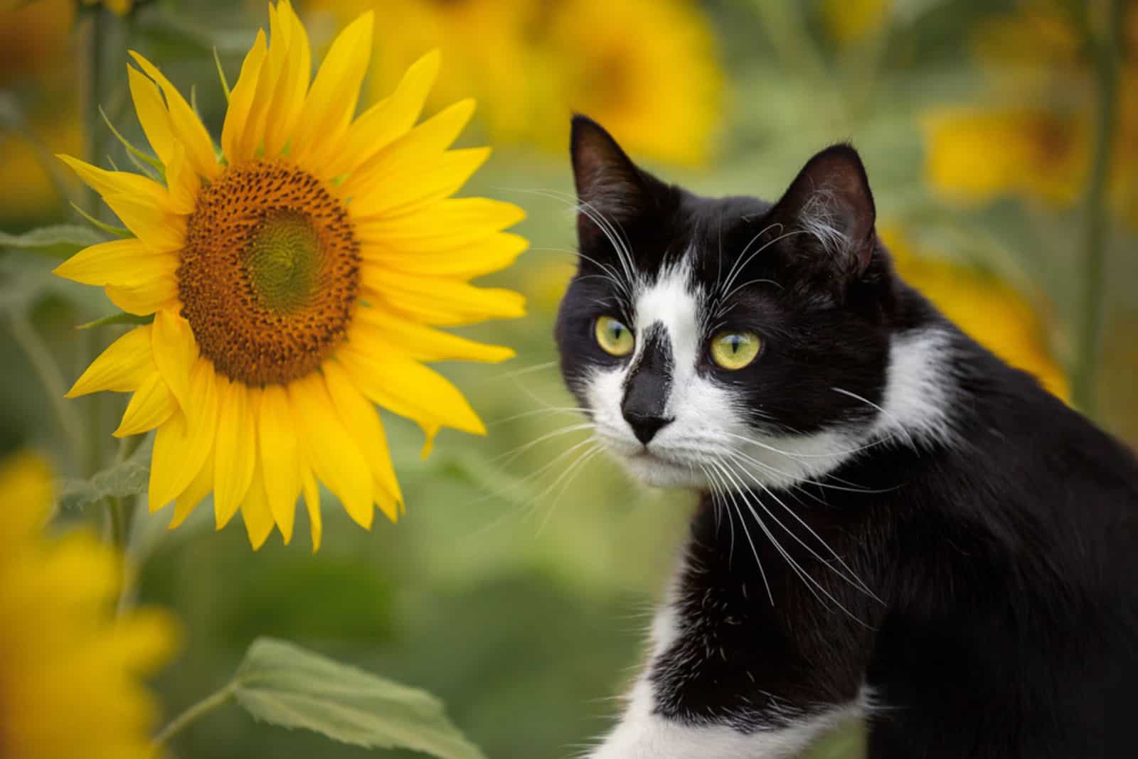Beautiful black and white cat in a sunflower field