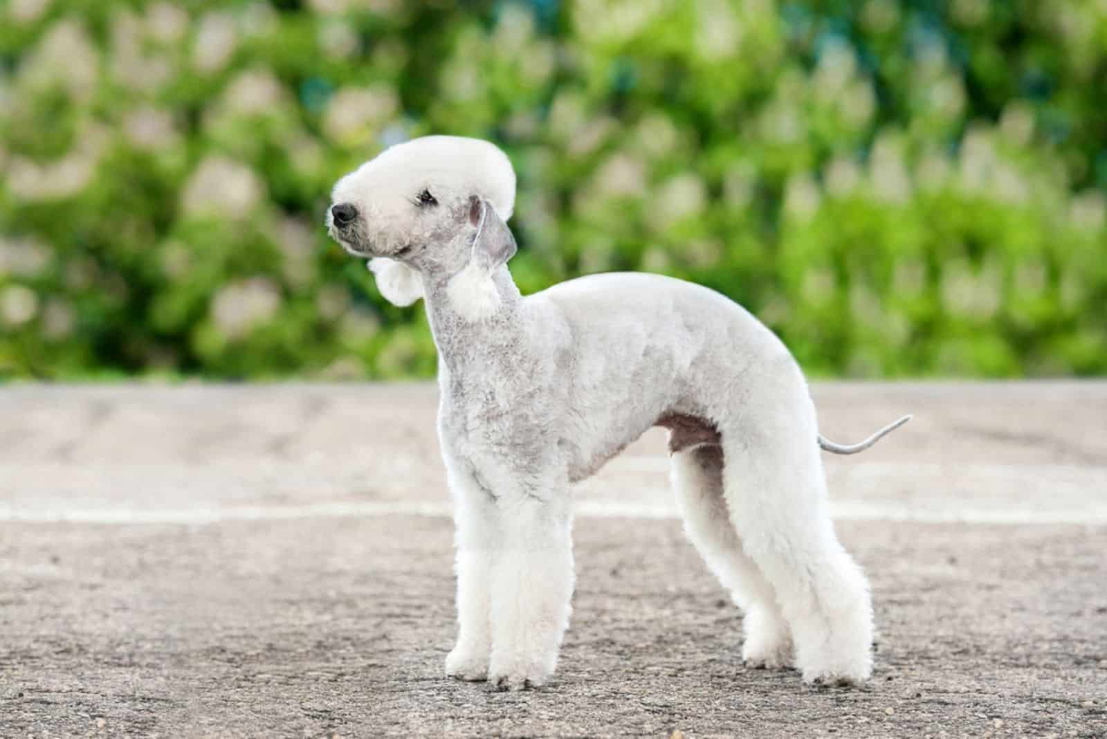  Bedlington Terrier outdoor