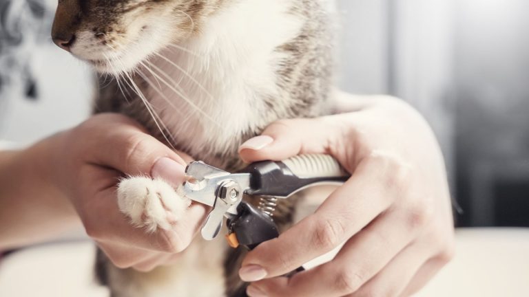 a woman trims a cat's claws