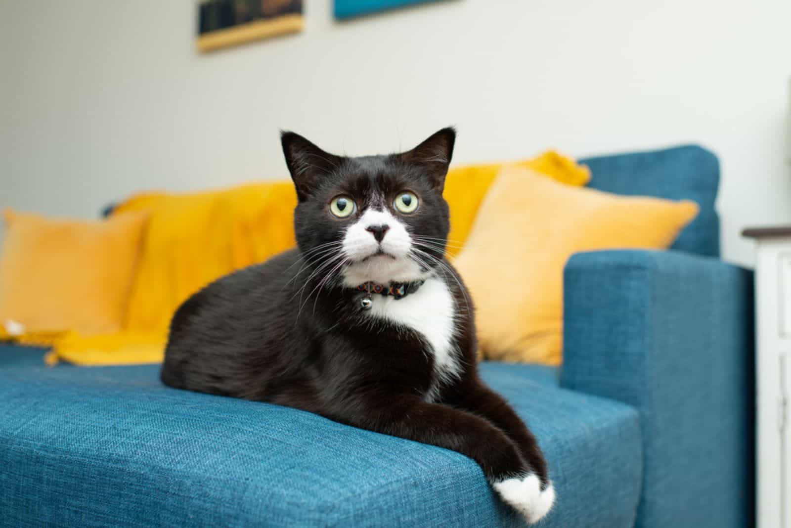 Black and White Tuxedo Cat