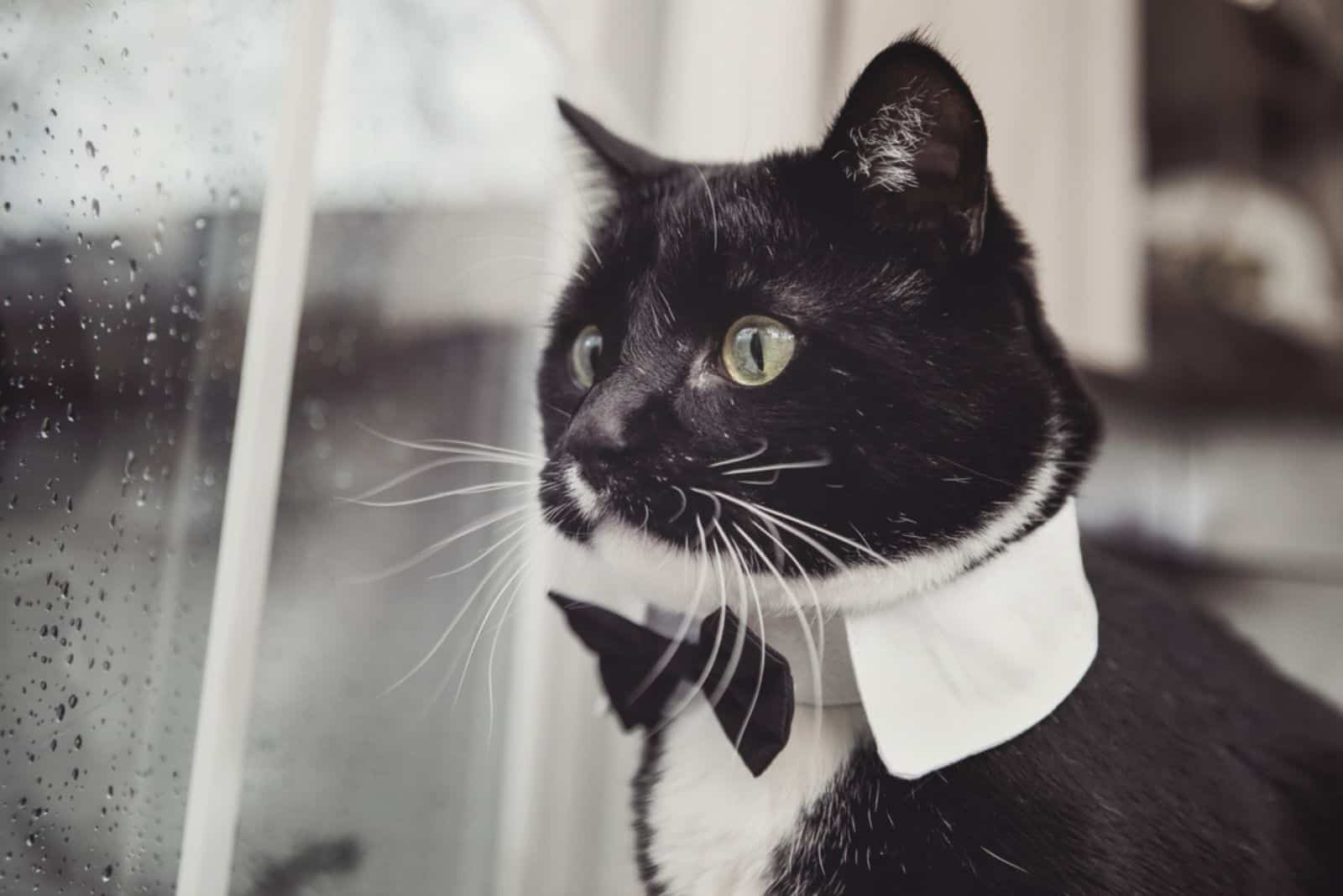 Black and White tuxedo cat wearing a bowtie looking out a window