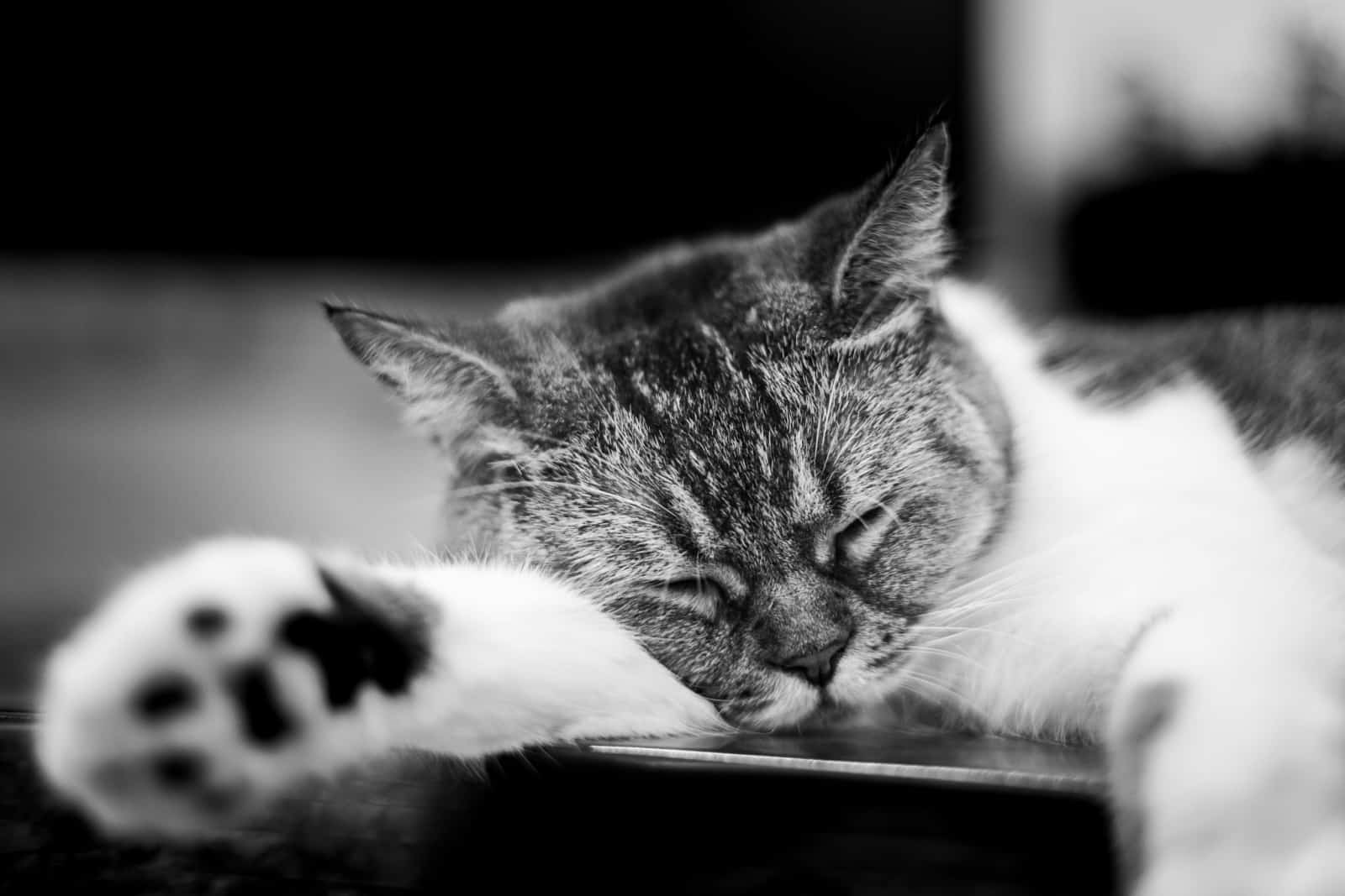 Black and white photo of a sleeping cat