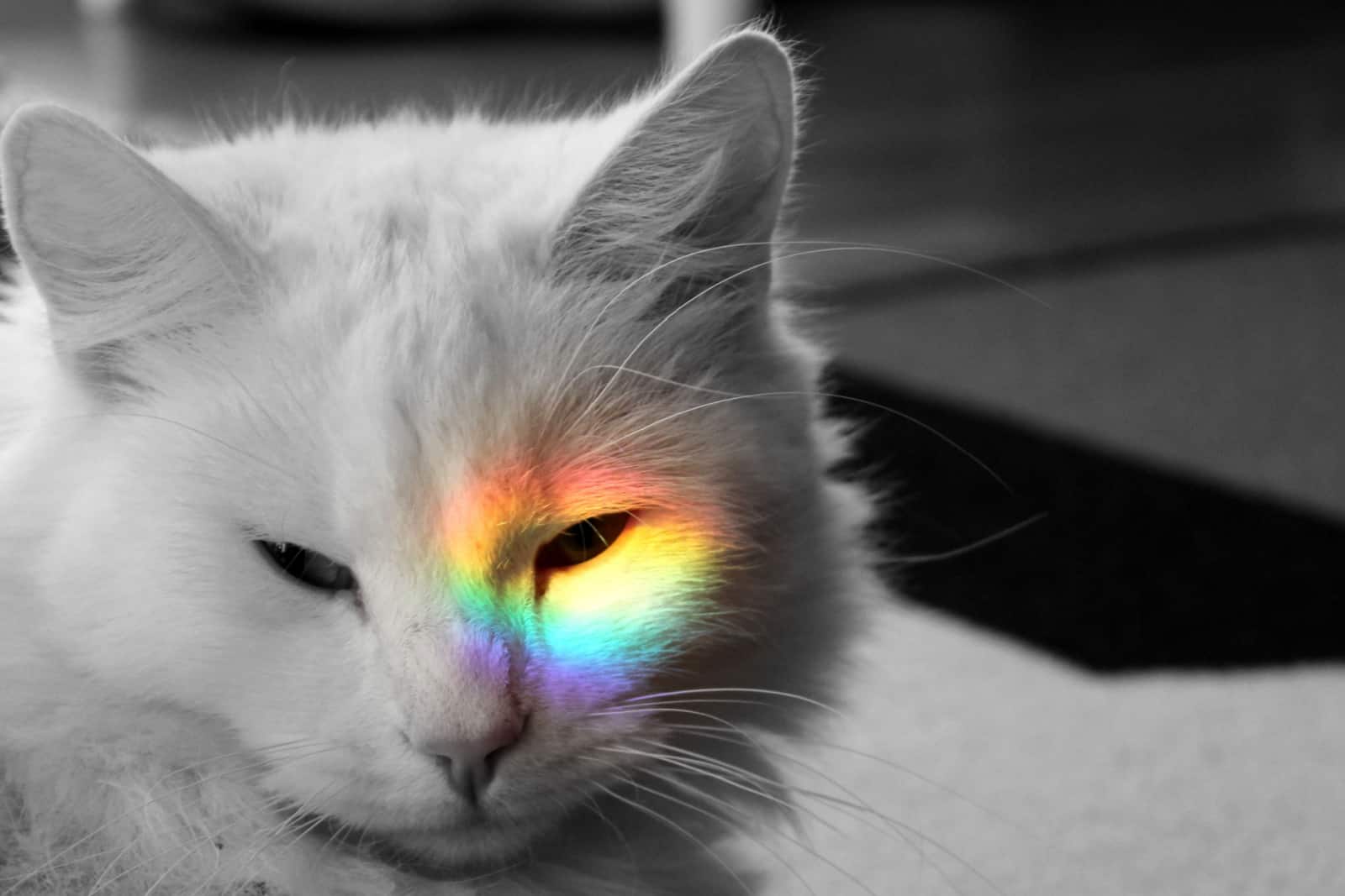 Black and white photo of a white cat with a rainbow over his eye.
