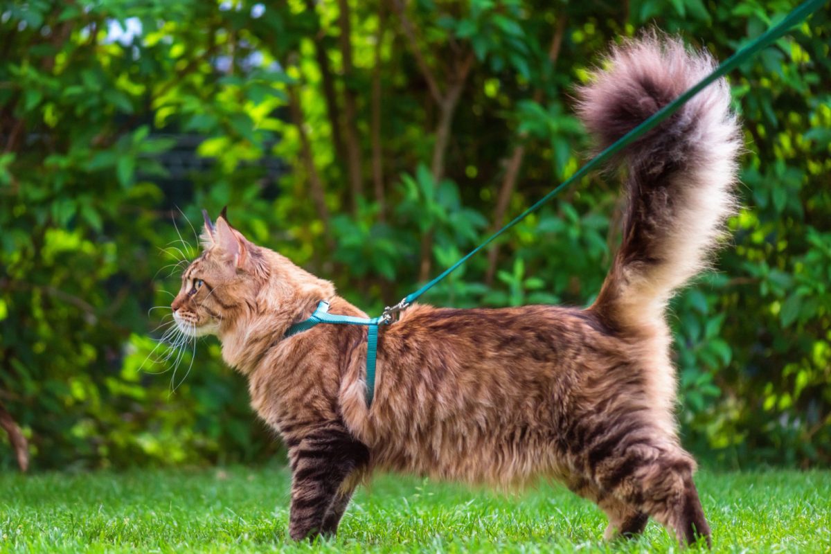 10 Best EscapeProof Cat Harnesses (A Helpful Guide)