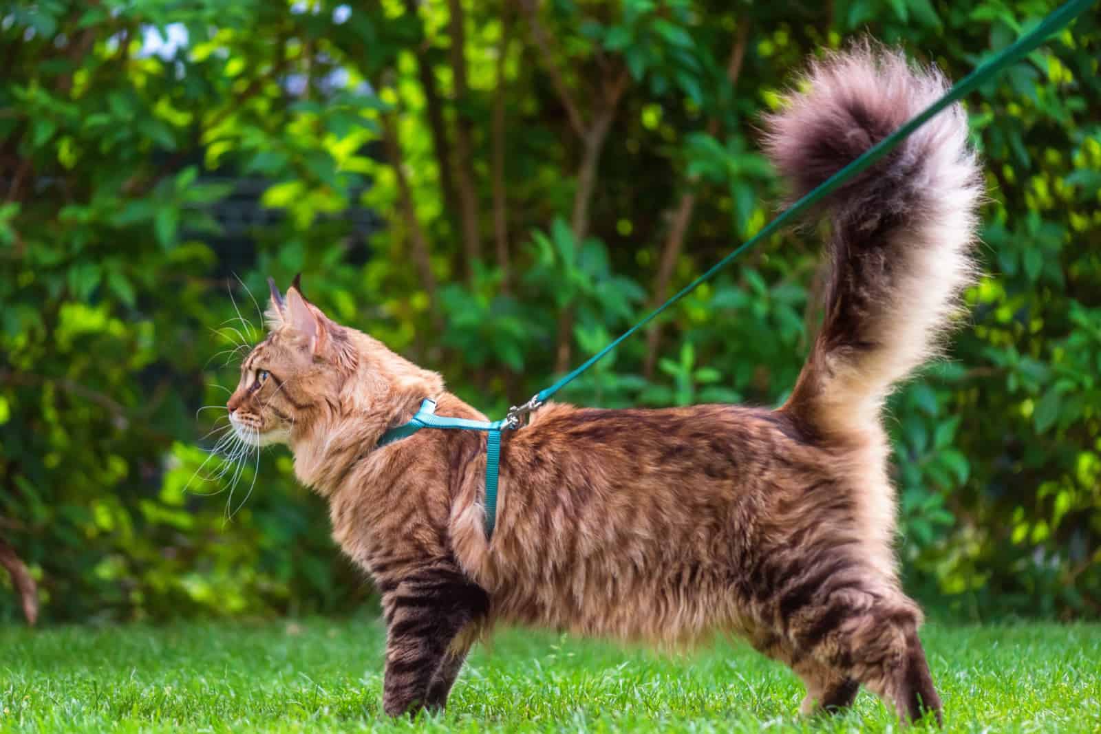 Black tabby Maine Coon cat with leash wandering in backyard