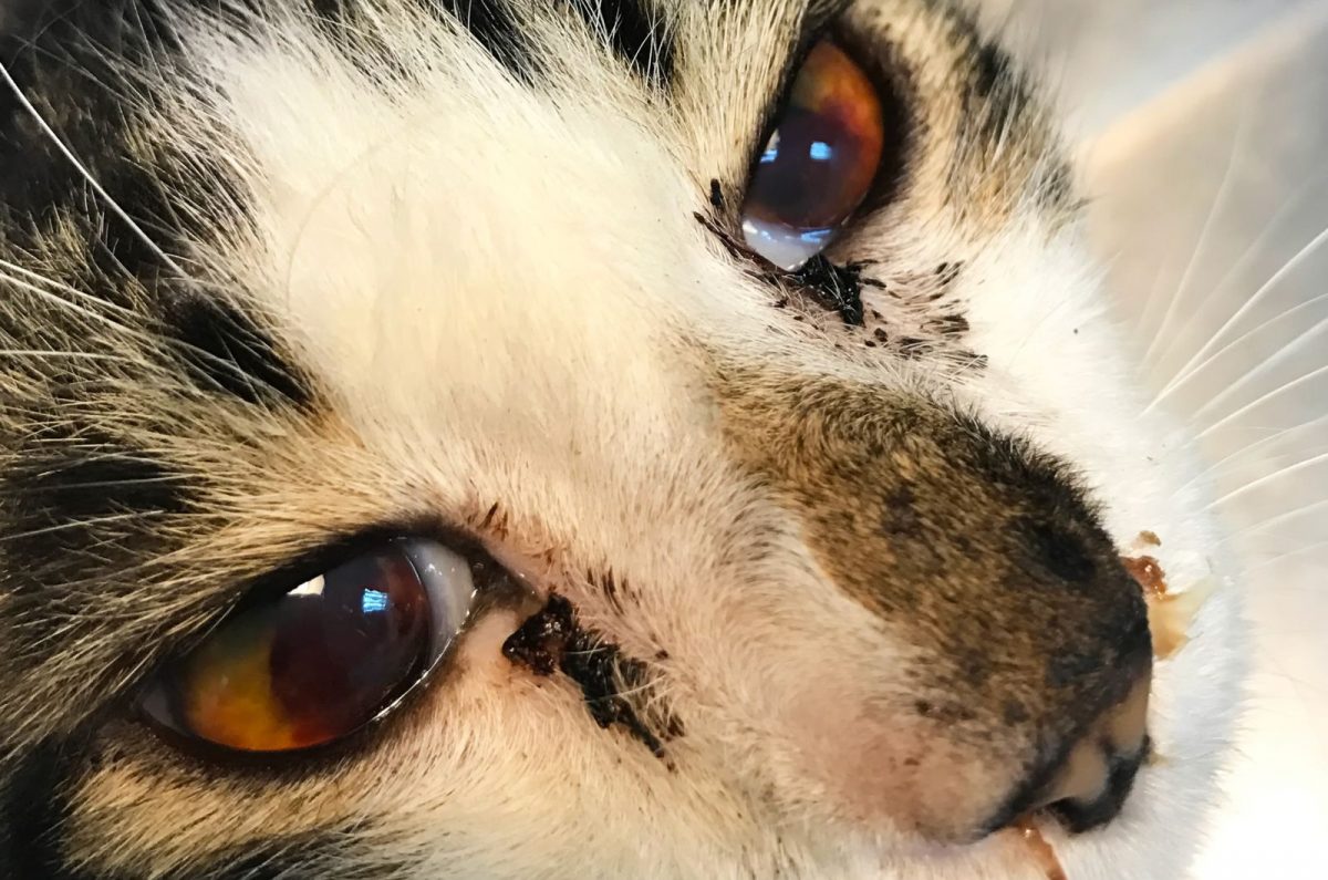 Causes Of Kitten Eye Infections + Treatment Options