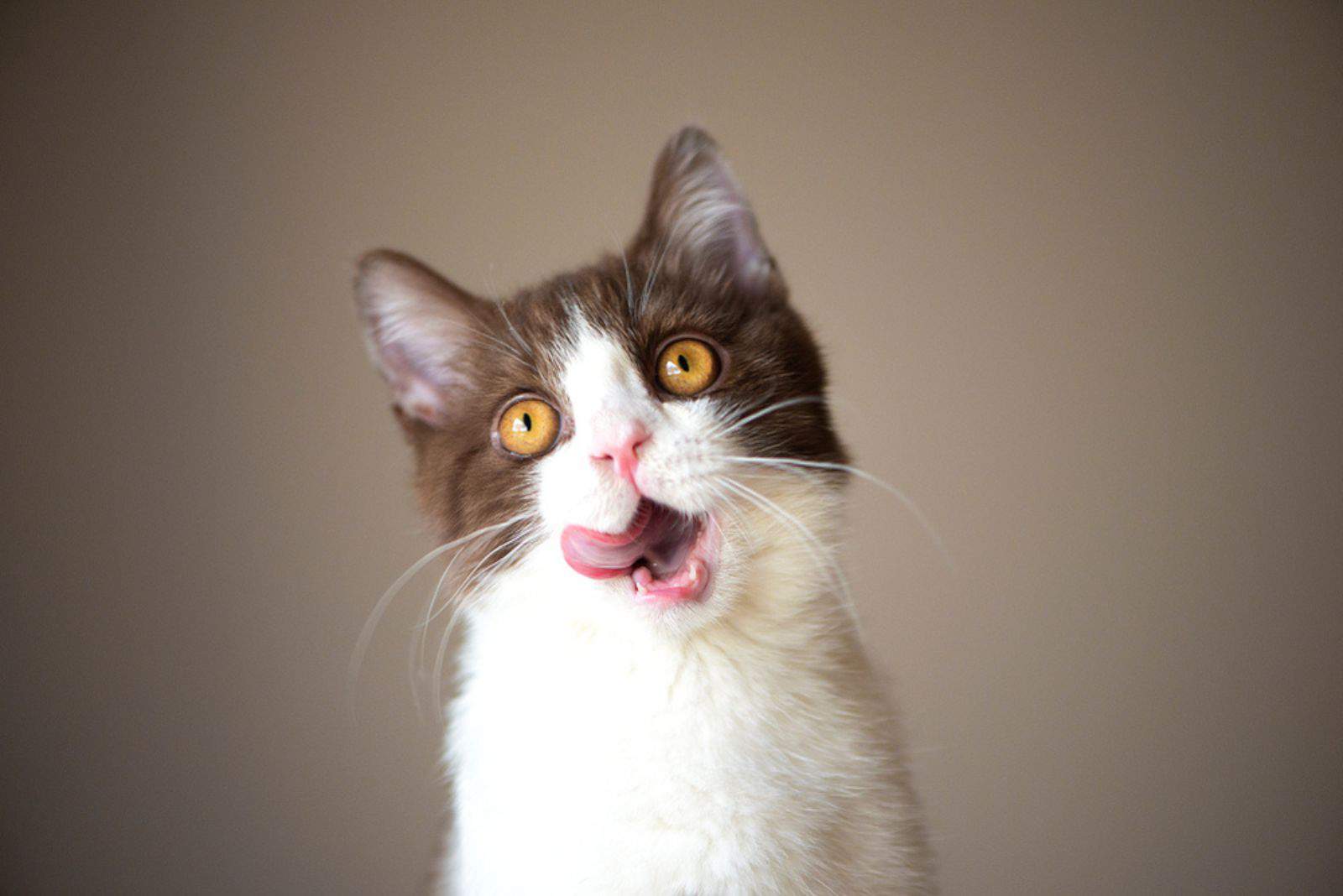 British Short hair cat with bright yellow eyes licking with tongue