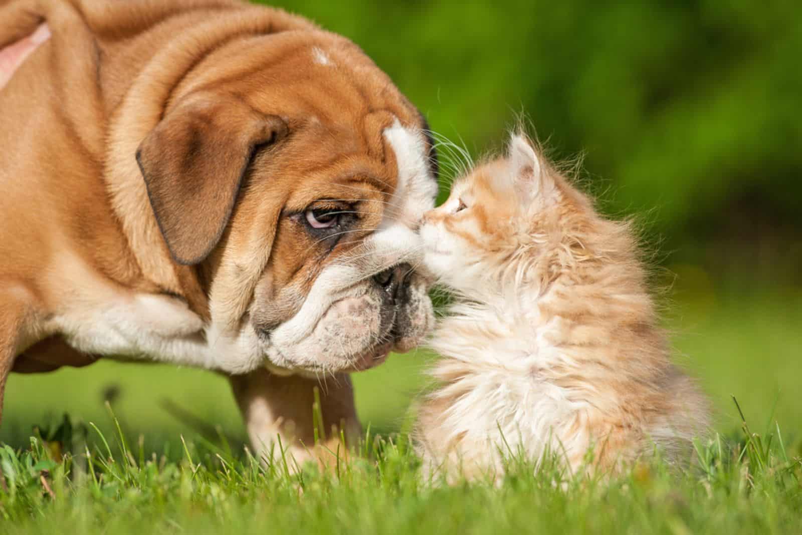 Bull Dog with cat