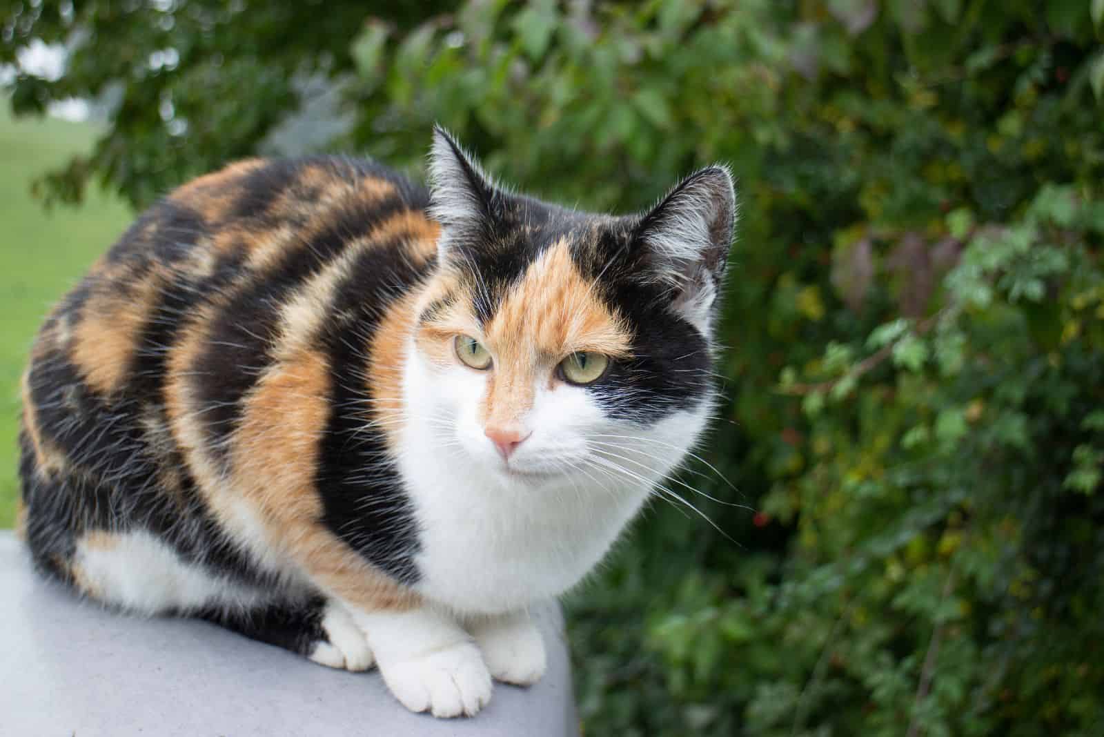 Calico Cat sitting