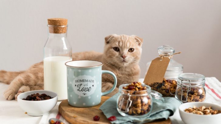 Can Cats Eat Almonds? This Is What You Need To Know