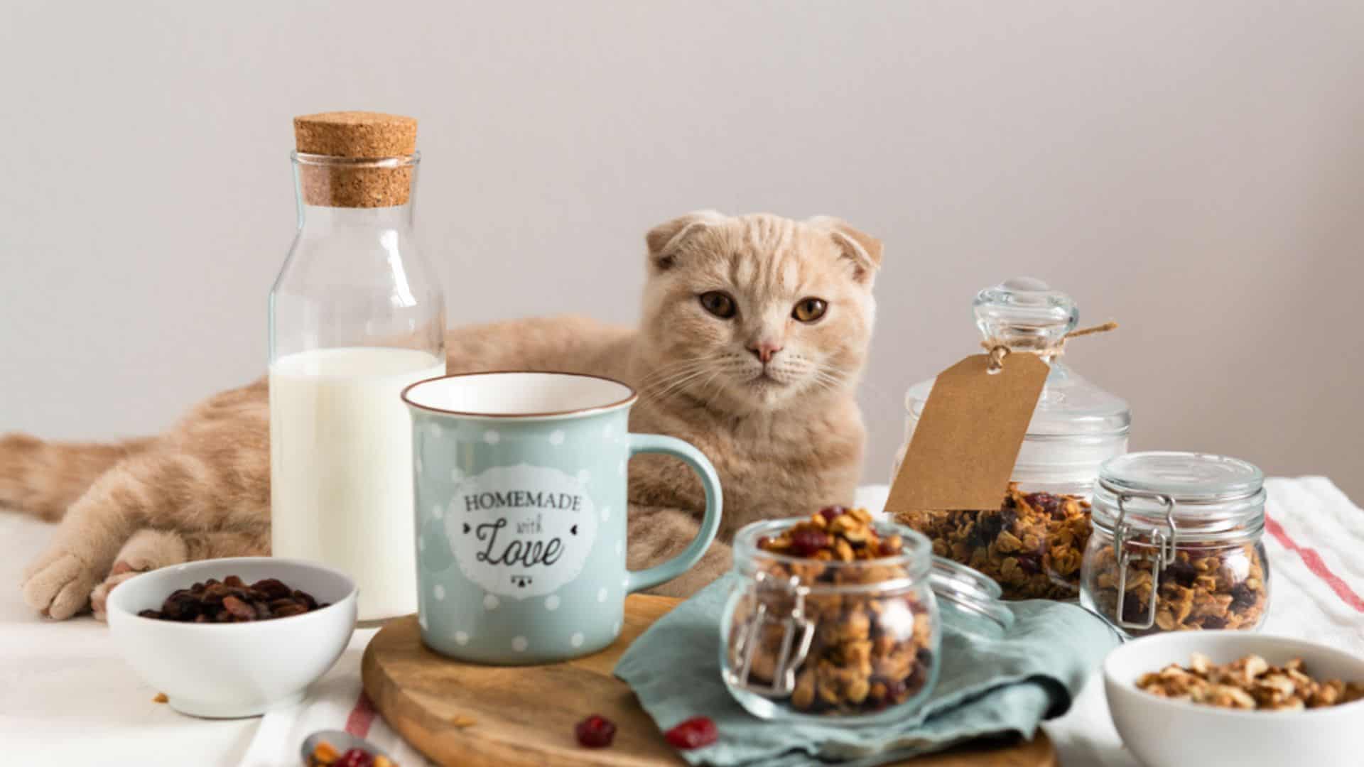 cat with nuuts and milk on the table