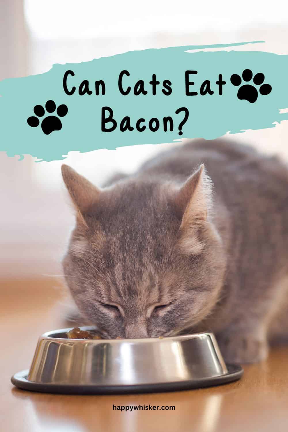 Can Cats Eat Bacon Is It Safe, Are There Any Health Risks