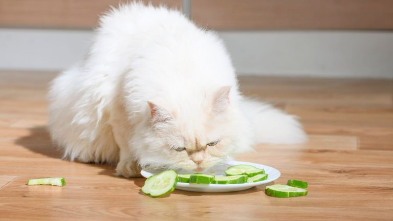 cat eating cucumber