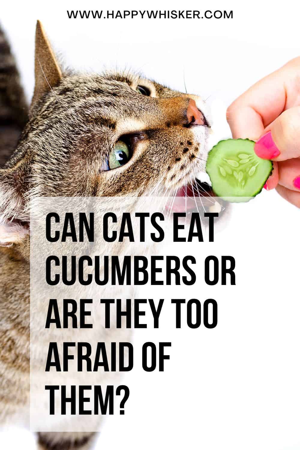 Can Cats Eat Cucumbers Or Are They Too Afraid Of Them Pinterest