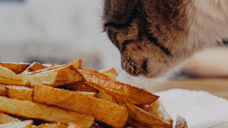 Can Cats Eat French Fries Or Should You Avoid Them?