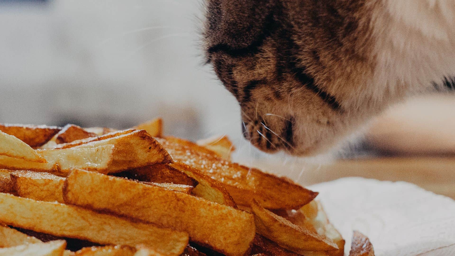 cat eating fries