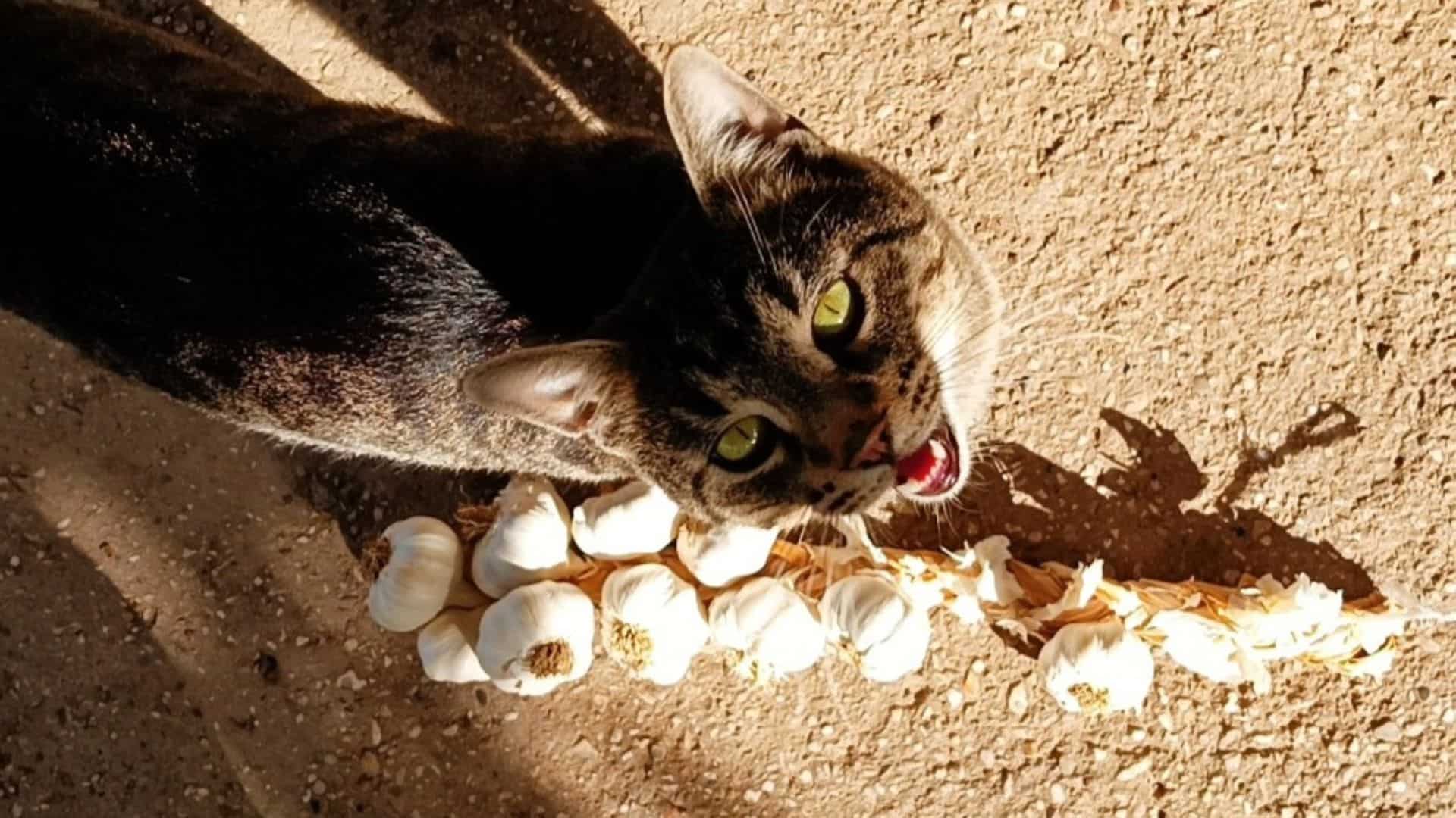 a beautiful cat is standing next to the garlic