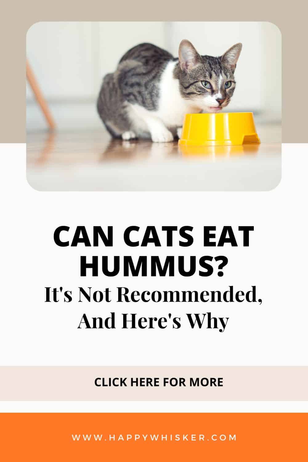 Can Cats Eat Hummus It's Not Recommended, And Here's Why Pinterest