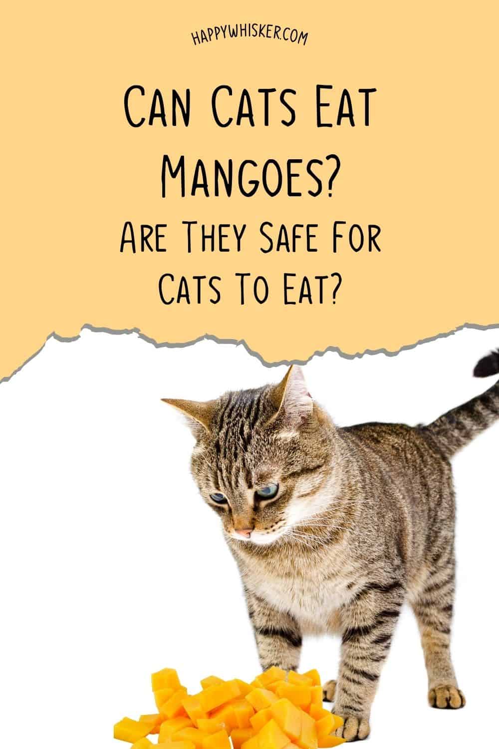 Can Cats Eat Mangoes Are They Safe For Cats To Eat Pinterest