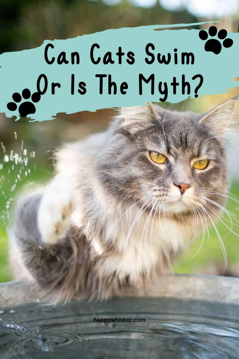 Can Cats Swim Or Is The Myth About Cats And Water True Pinterest
