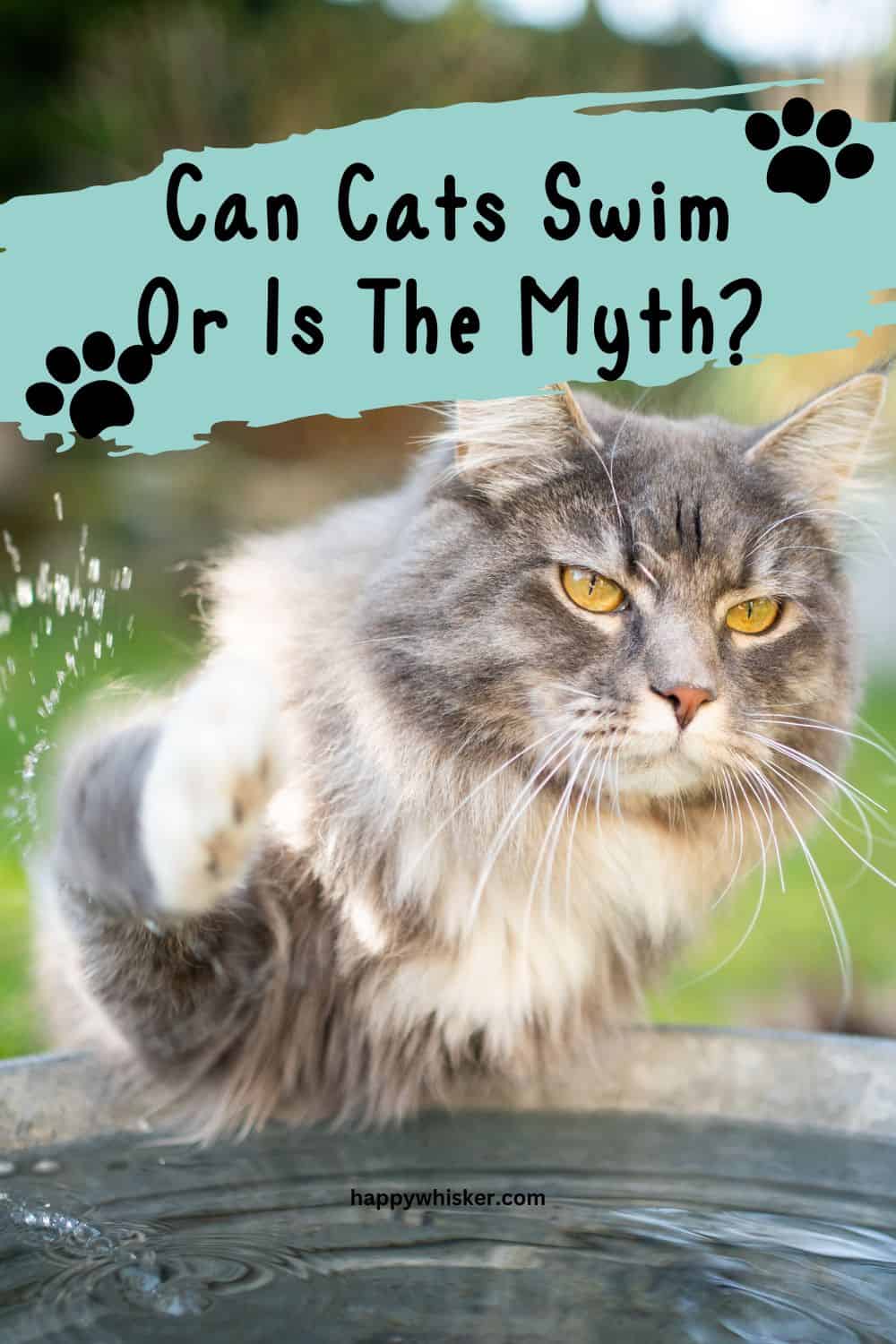 Can Cats Swim Or Is The Myth About Cats And Water True