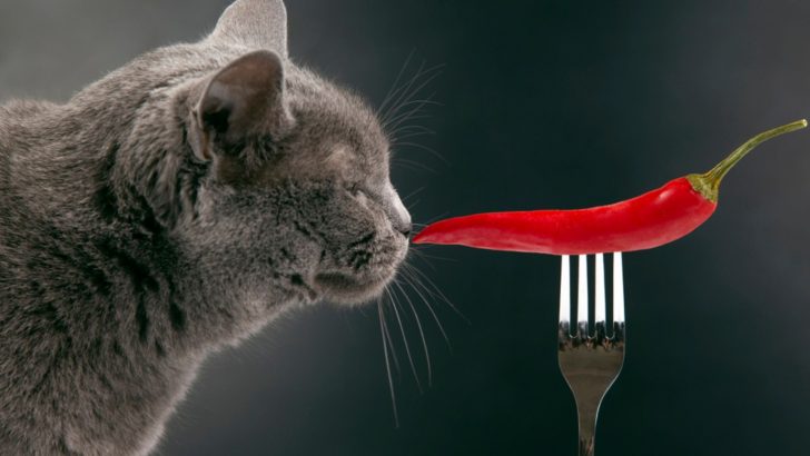 Can Cats Taste Spicy Food? 4 Reasons Some Cats Love Spicy 