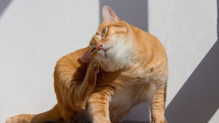 Can Indoor Cats Get Fleas? Yes, But How To Prevent It?